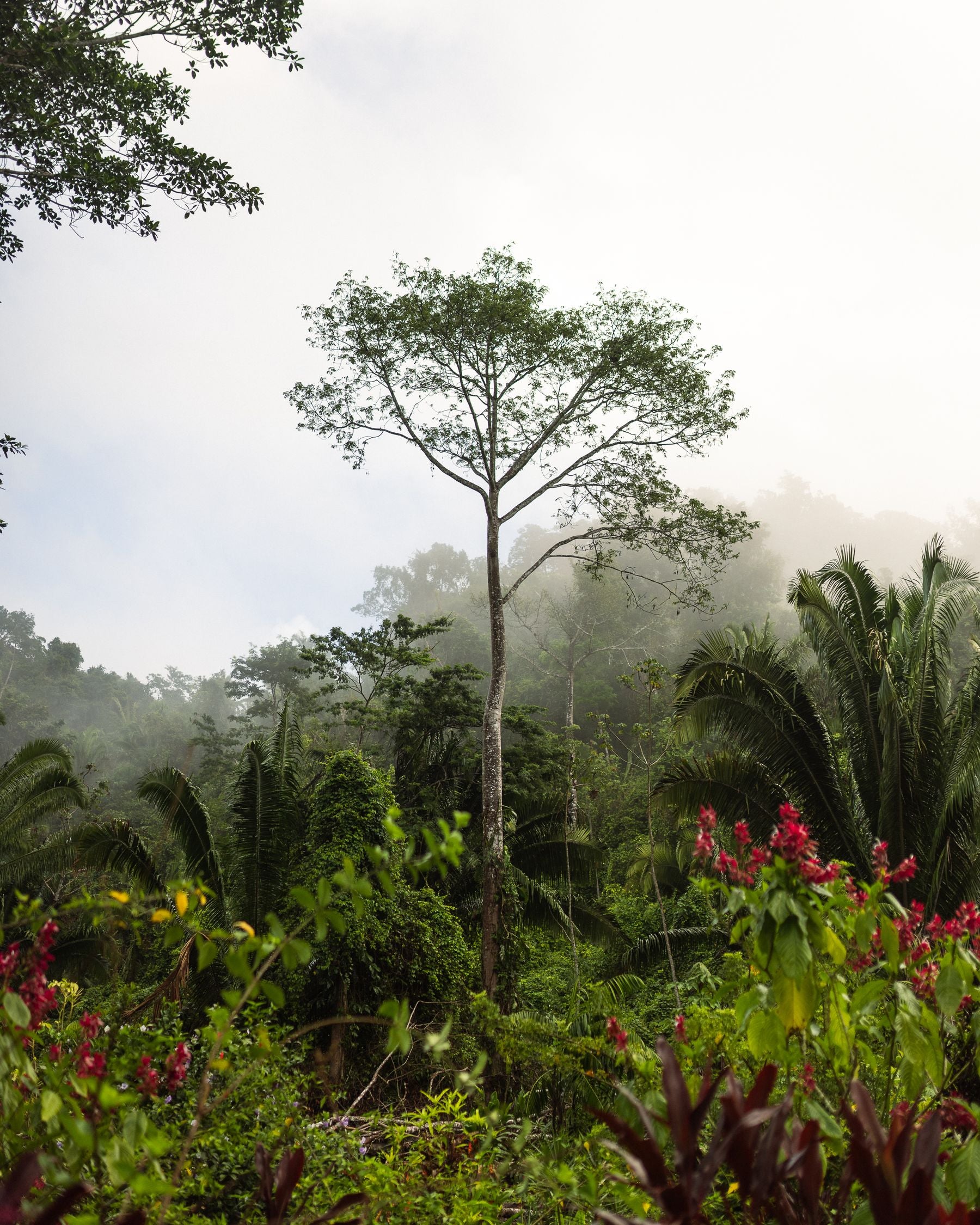 Misty rainforest canopy at dawn