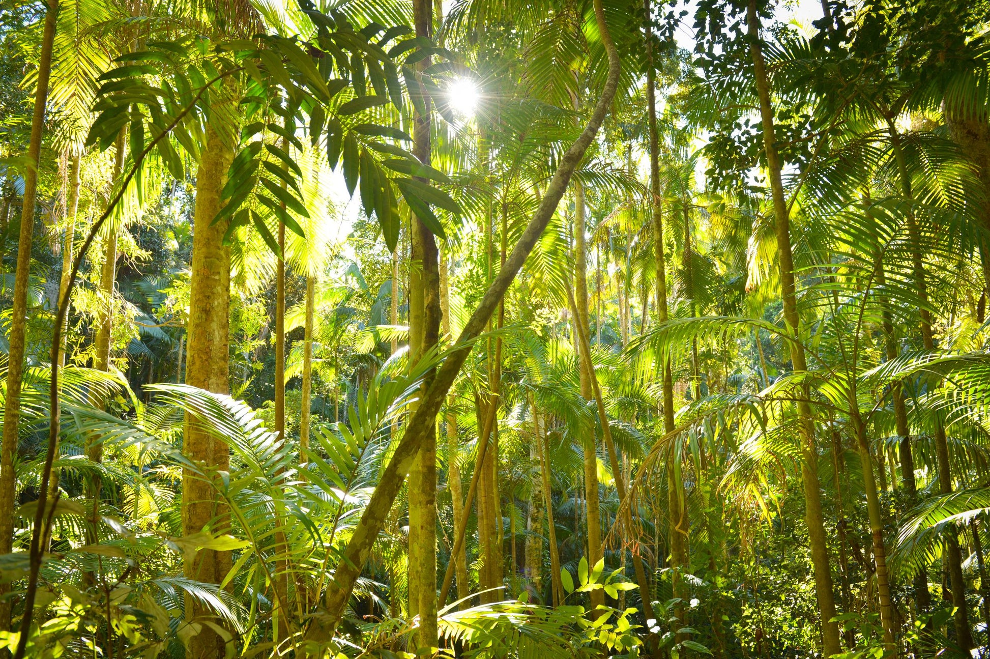 Medicine from the Amazon course