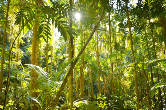 Medicine from the Amazon course